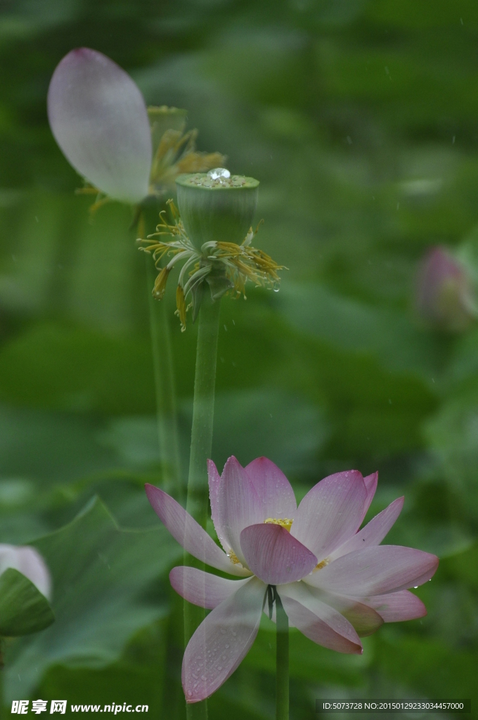 雨荷