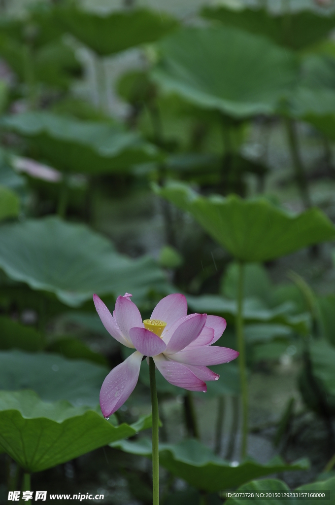 雨荷