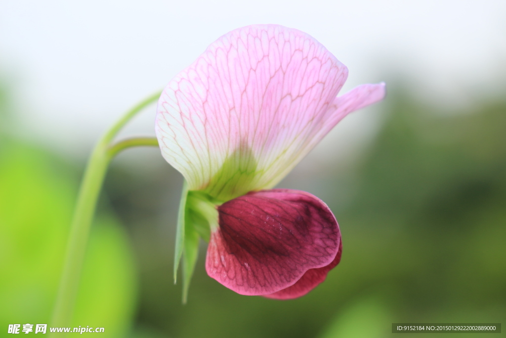 1朵碗豆花