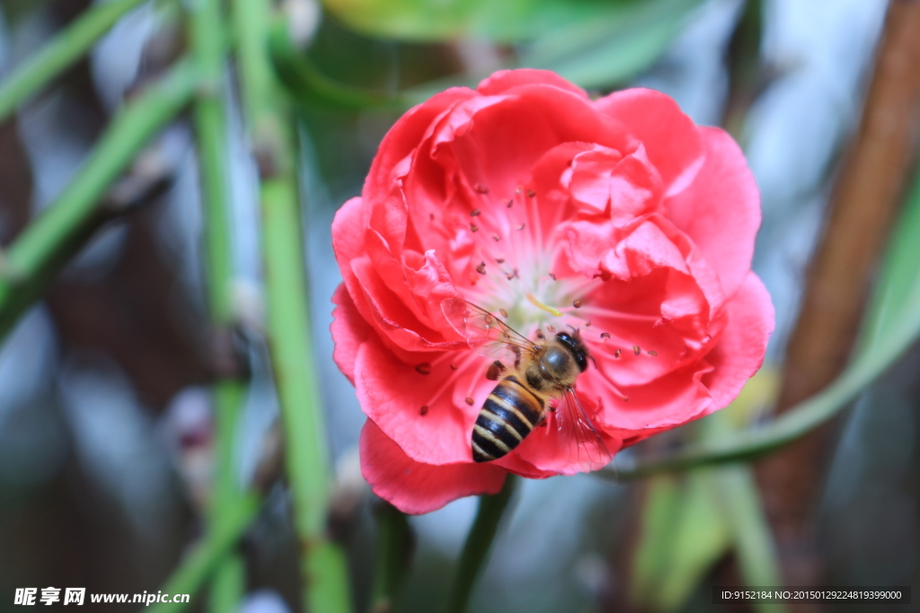 桃花和小蜜蜂