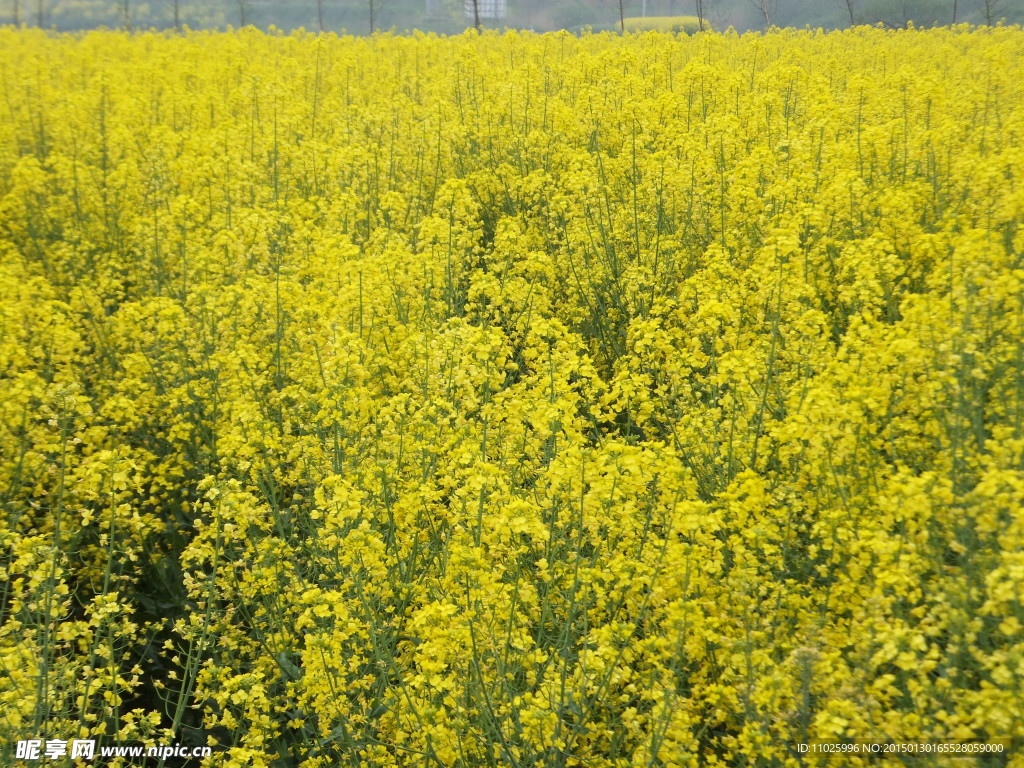 油菜花