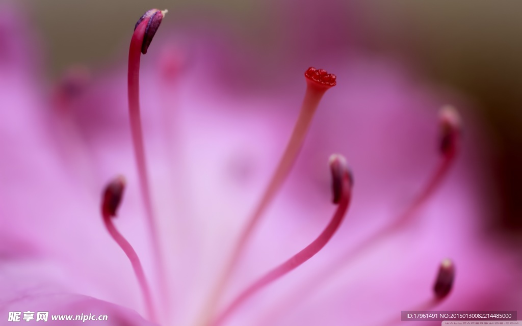 微距花蕊
