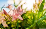 唯美百合花