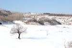 雪中小树