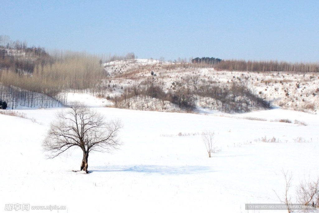 雪中小树