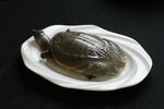 甲鱼