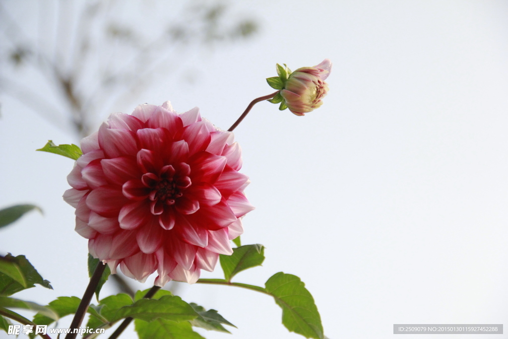 山芋 花儿