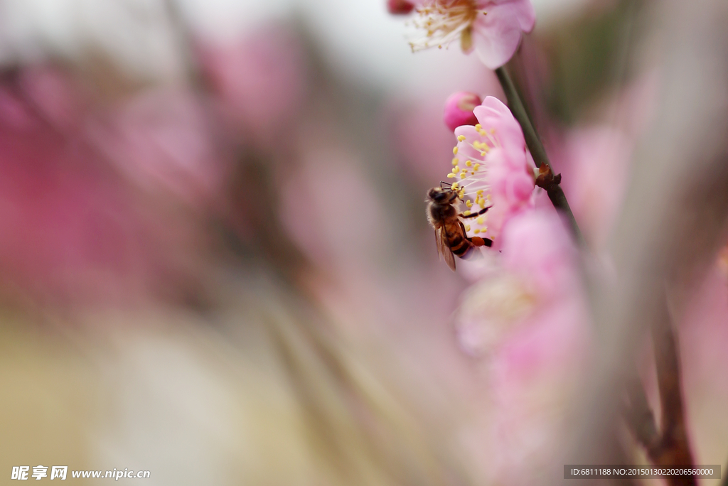 蜜蜂采蜜