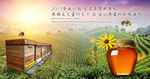 蜂蜜 广告 海报 设计