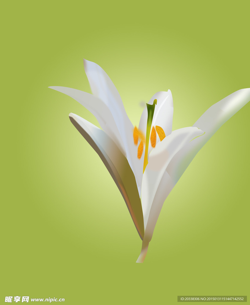 百合花