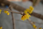 腊梅花