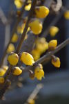 腊梅花
