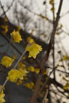 腊梅花