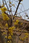 腊梅花