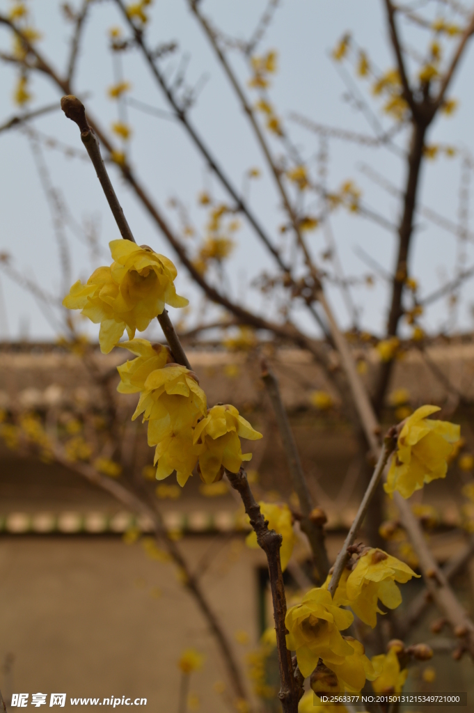 腊梅花