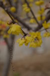 腊梅花