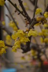 腊梅花