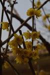 腊梅花
