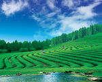 茶园景观设计