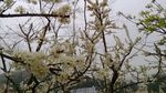 李花
