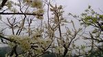 李花