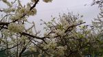 李花