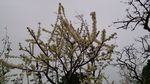 李花