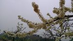 李花