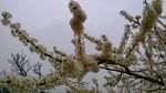 李花