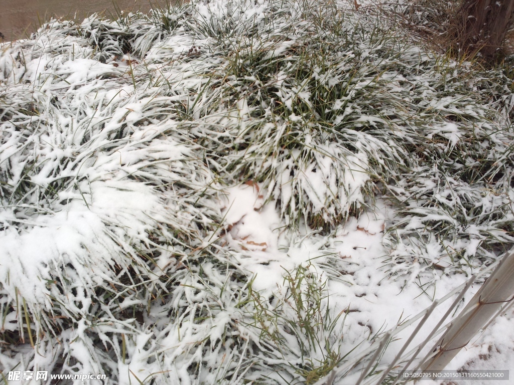 雪地草丛