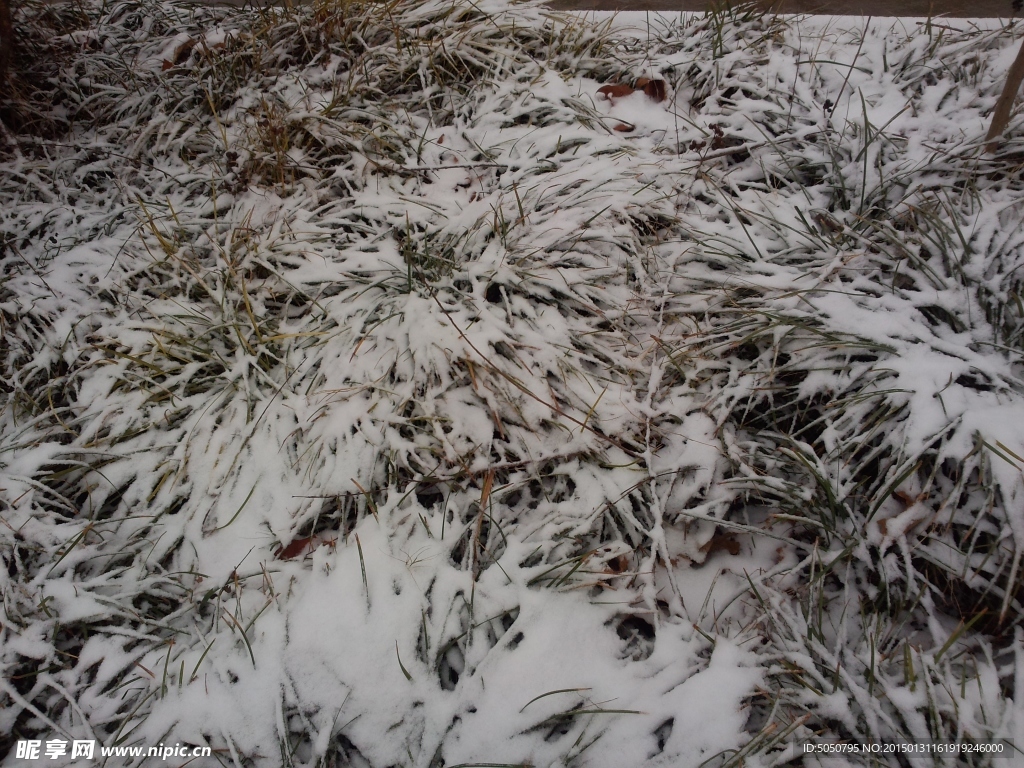 雪地草丛