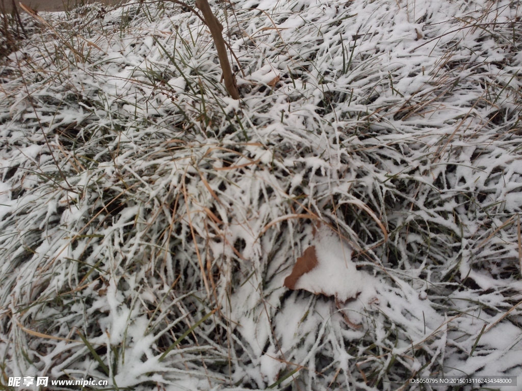雪地草丛