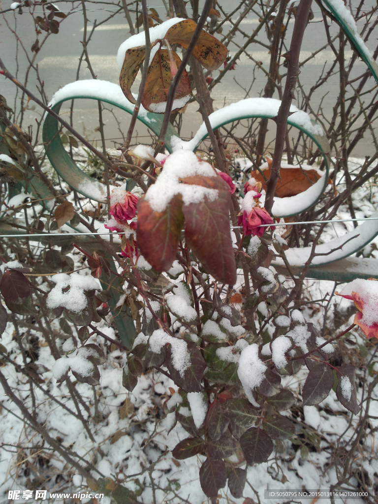 雪花和月季