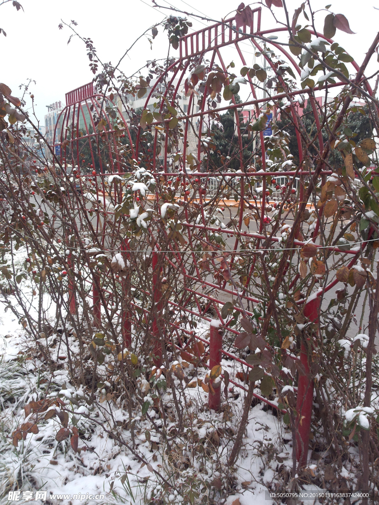 雪花和月季