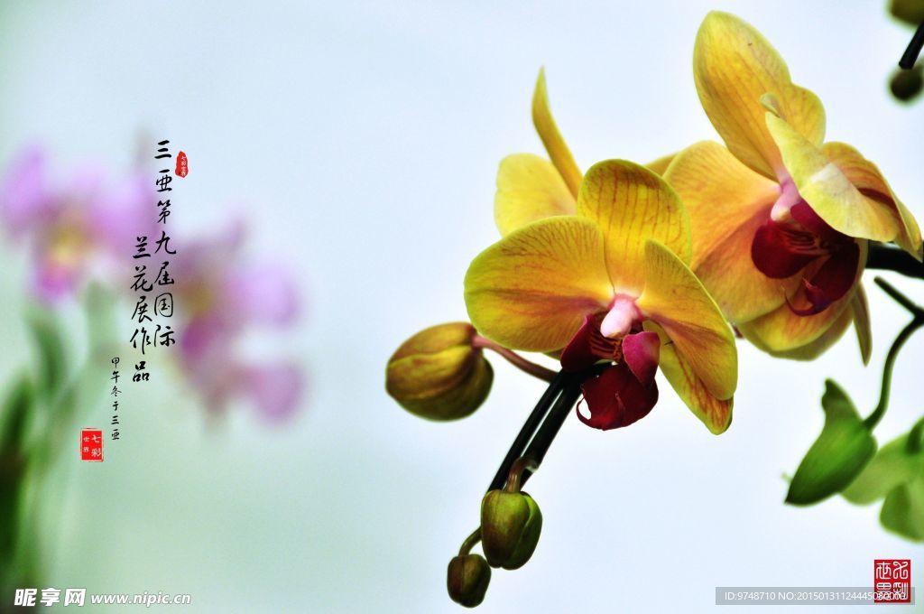 兰花