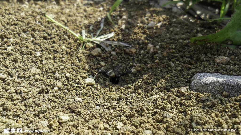 蚂蚁出洞