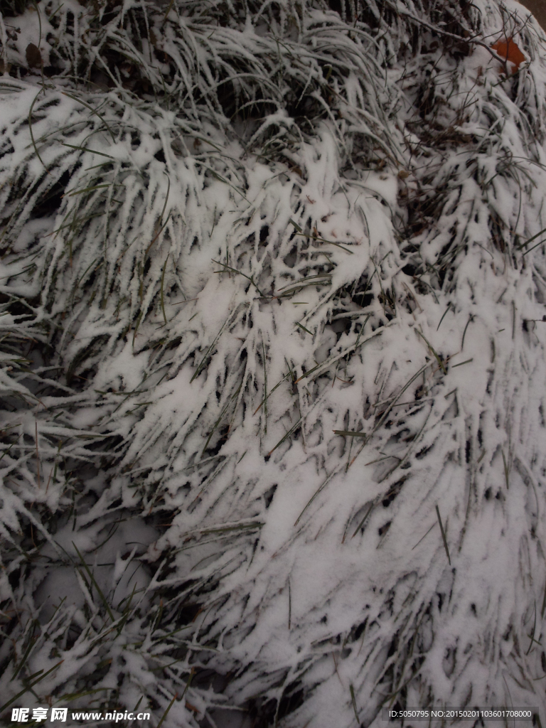 雪地草丛