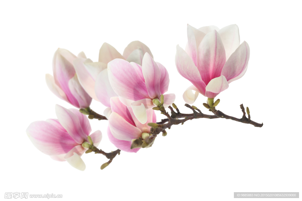 玉兰花