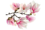玉兰花