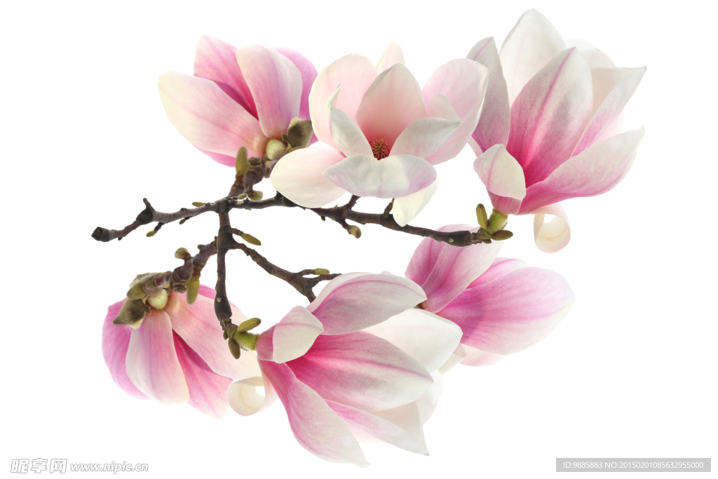 玉兰花