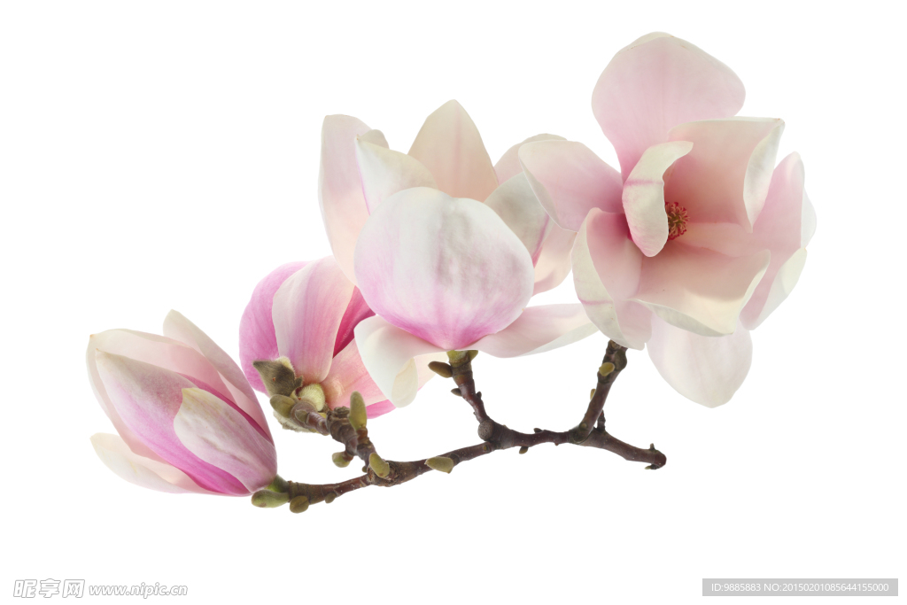 玉兰花