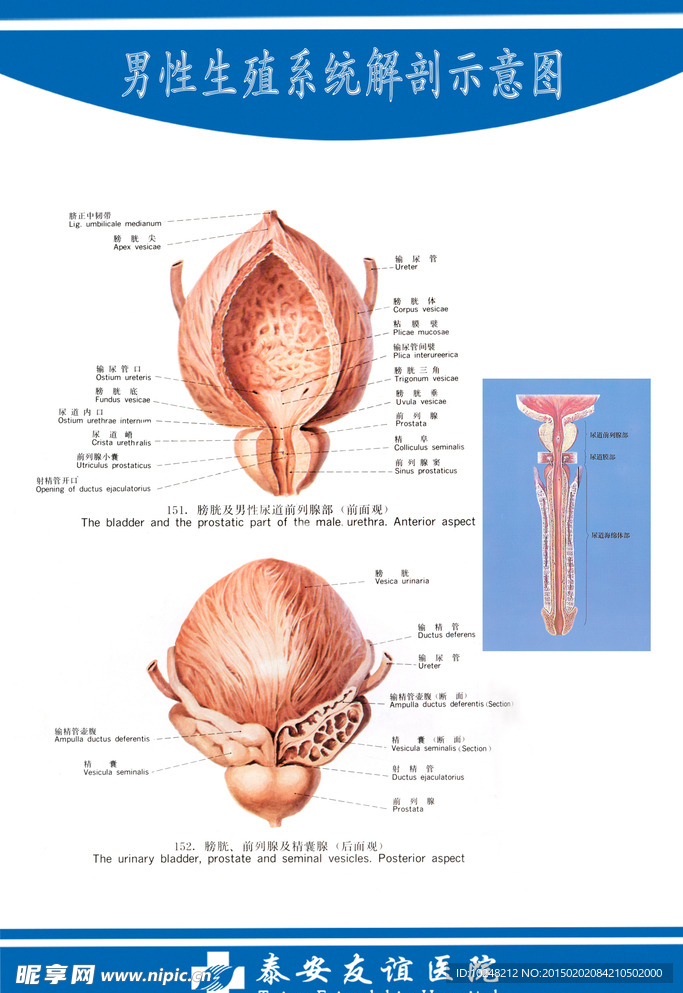男性前列腺生殖系统解剖图