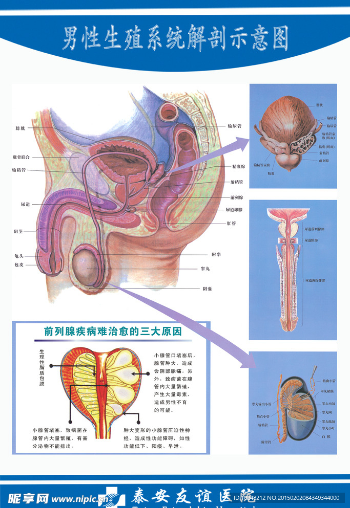 男性生殖系统解剖图
