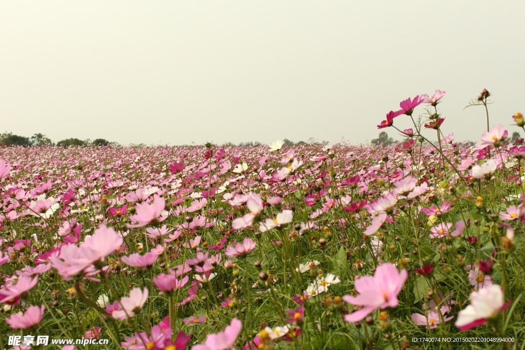 花海 田园风光