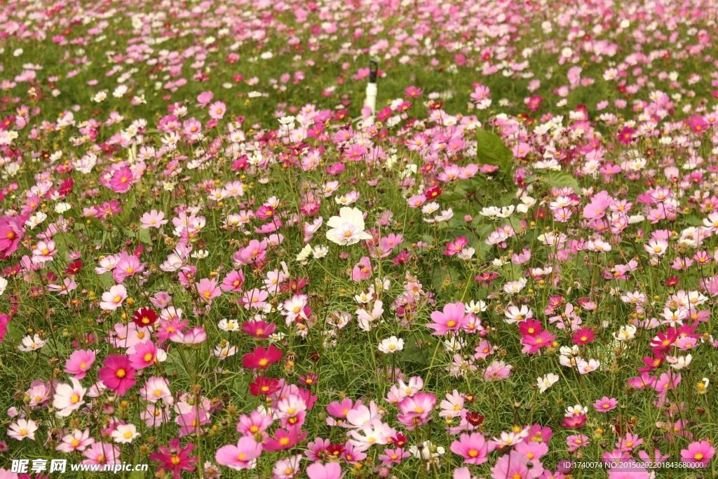 花海 格桑花