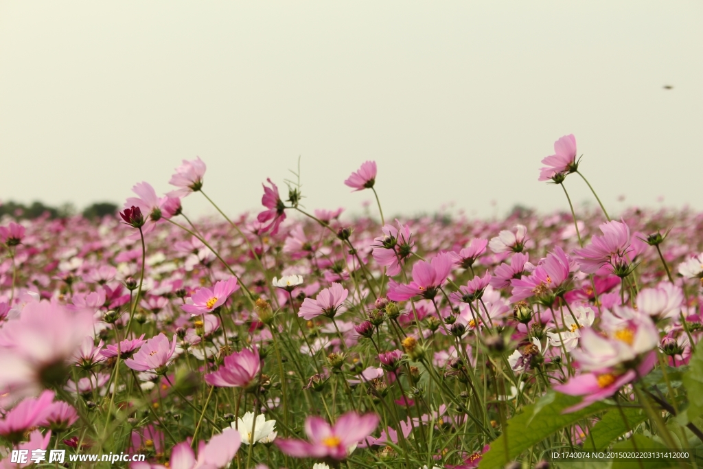 格桑花 风光