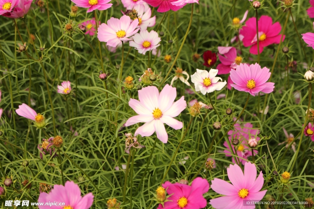 格桑花