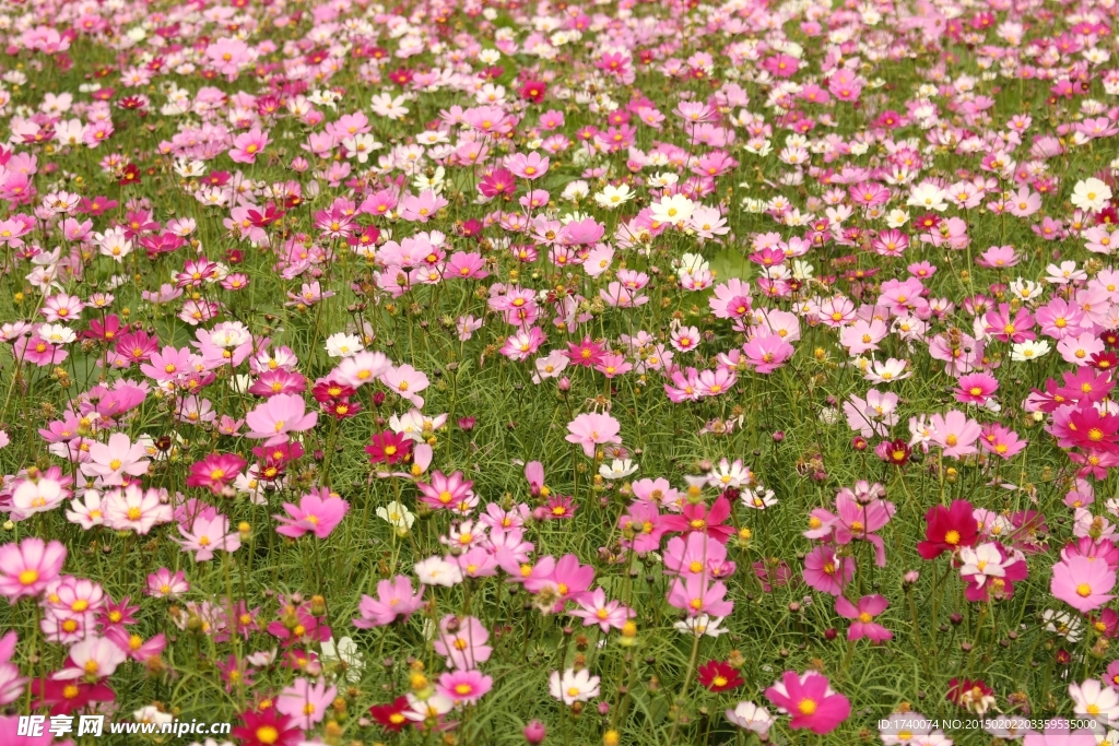 花海