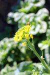 油菜花