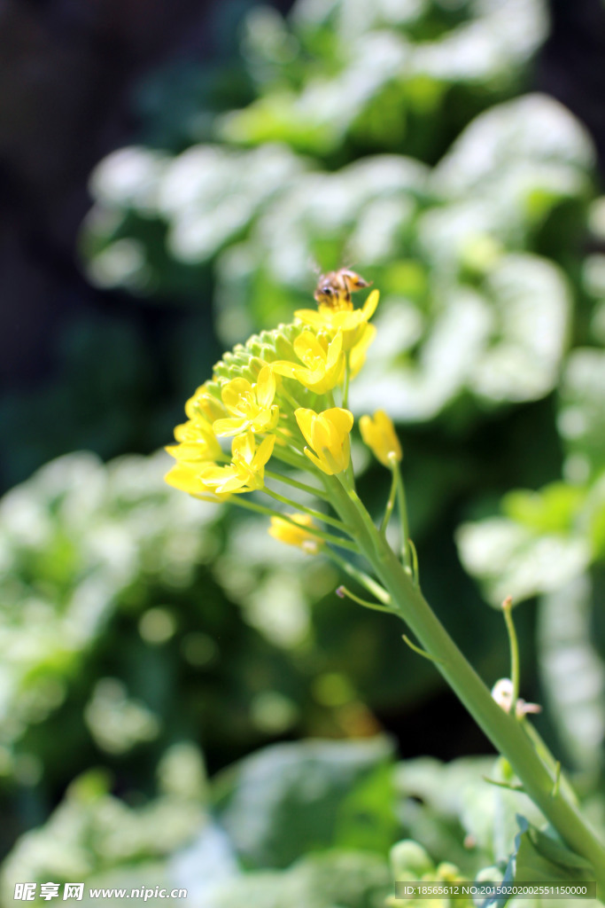 油菜花